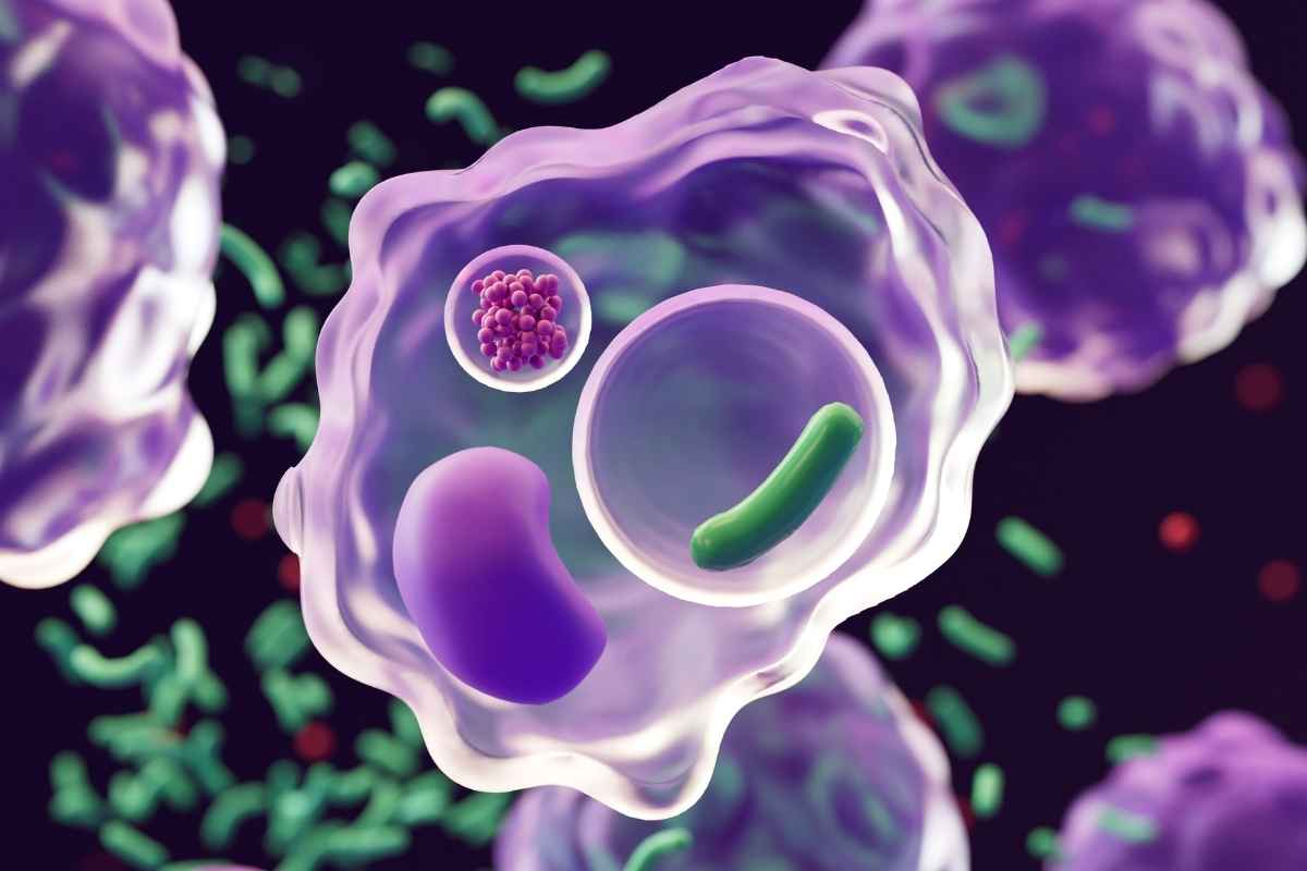 Enzyme tham gia vào nhiều hoạt động quan trọng của cơ thể, trong đó có tiêu hóa.
